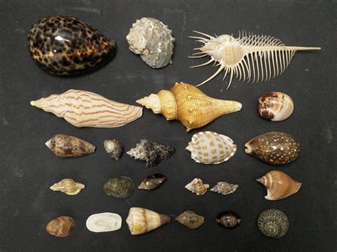 海邊貝殼種類